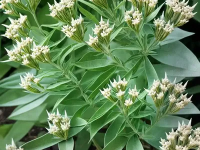 Asclepias Quadrifolia (Fourleaf Milkweed)