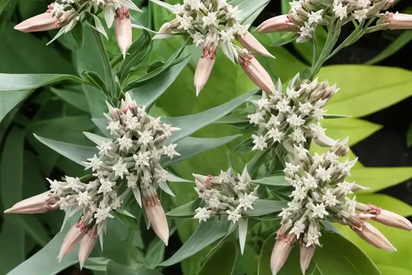 Asclepias speciosa (showy milkweed) — photo 2