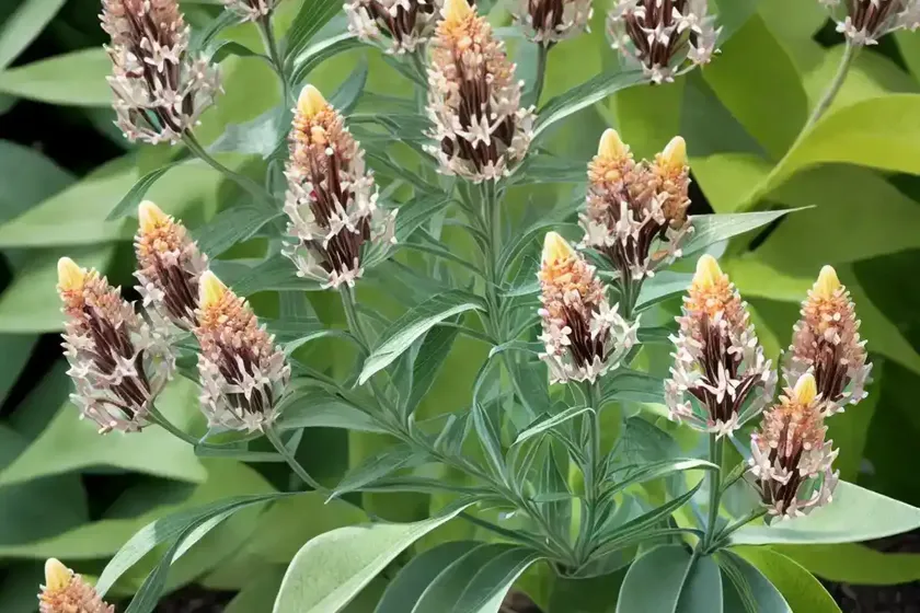 Asclepias speciosa (showy milkweed) — photo 3