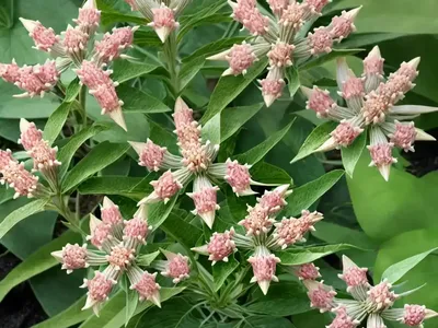 Asclepias Speciosa (Showy Milkweed)