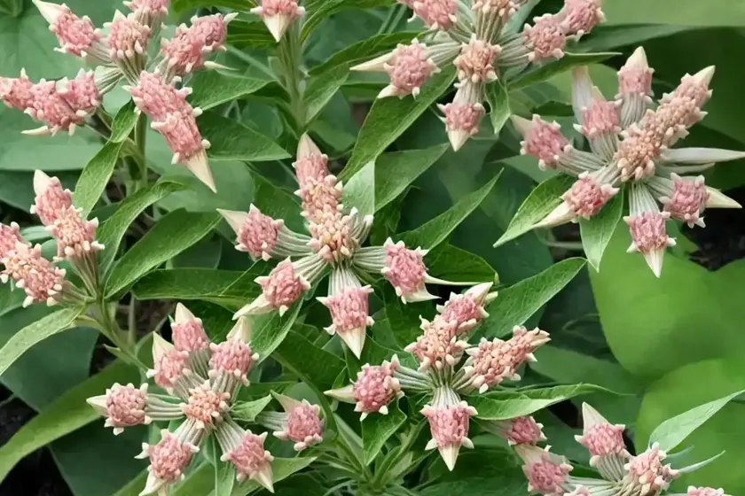 Asclepias speciosa (showy milkweed)