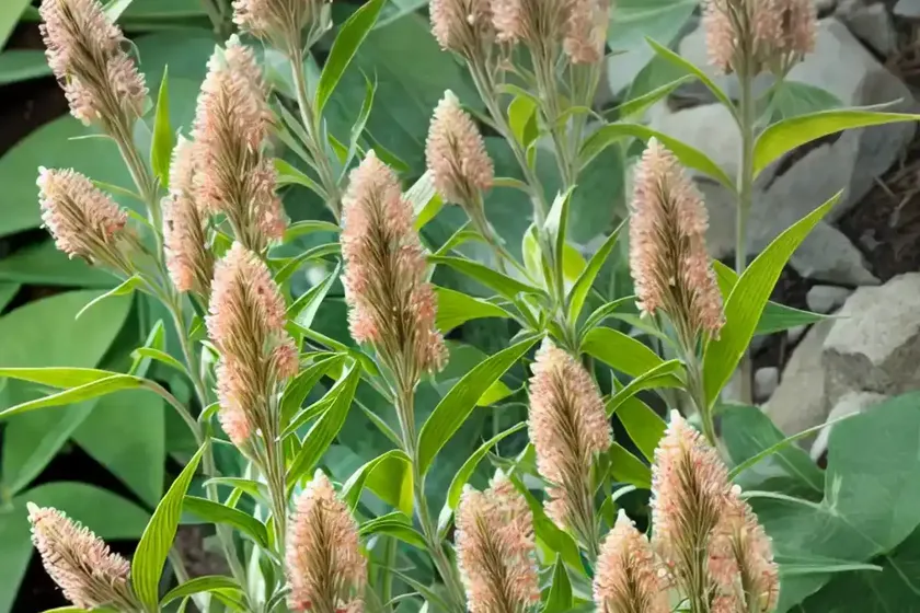 Asclepias subulata (rush milkweed) — photo 2