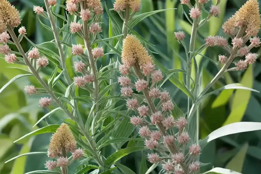 Asclepias subulata (rush milkweed) — photo 3