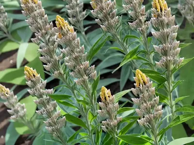 Asclepias Subulata (Rush Milkweed)