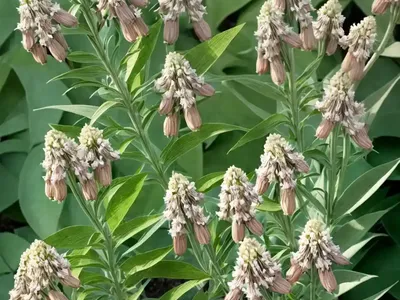 Asclepias Syriaca (Common Milkweed)