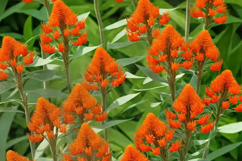 Asclepias tuberosa (butterfly weed) — photo 2