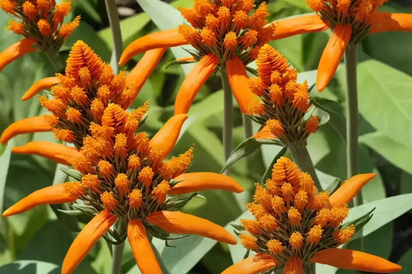 Asclepias tuberosa (butterfly weed) — photo 3