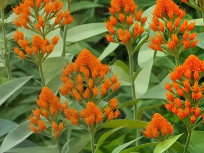 Asclepias Tuberosa (Butterfly Weed)