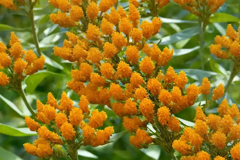 Asclepias tuberosa ‘hello yellow’ (butterfly weed) — photo 2