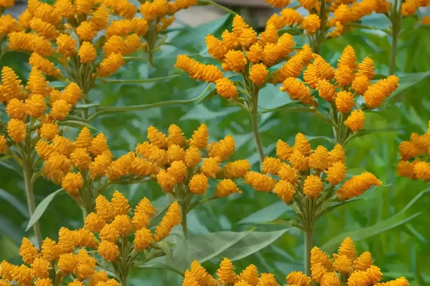 Asclepias tuberosa ‘hello yellow’ (butterfly weed) — photo 3