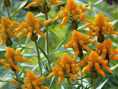 Asclepias Tuberosa ‘Hello Yellow’ (Butterfly Weed)