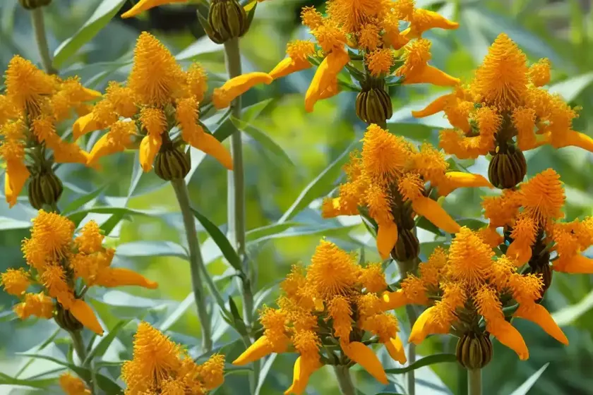 Asclepias tuberosa ‘hello yellow’ (butterfly weed)