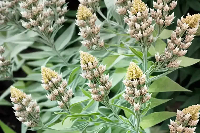 Asclepias verticillata (whorled milkweed) — photo 2