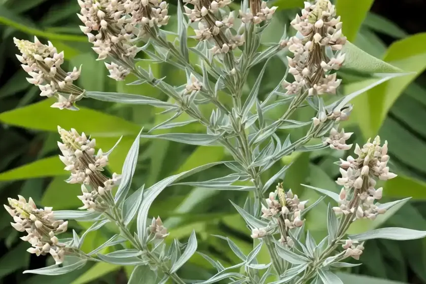 Asclepias verticillata (whorled milkweed) — photo 3