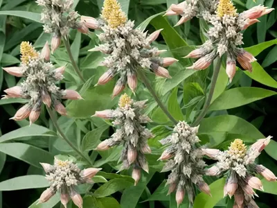 Asclepias Verticillata (Whorled Milkweed)