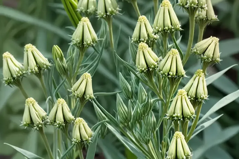 Asclepias viridis (green milkweed) — photo 3