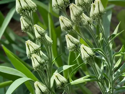 Asclepias Viridis (Green Milkweed)