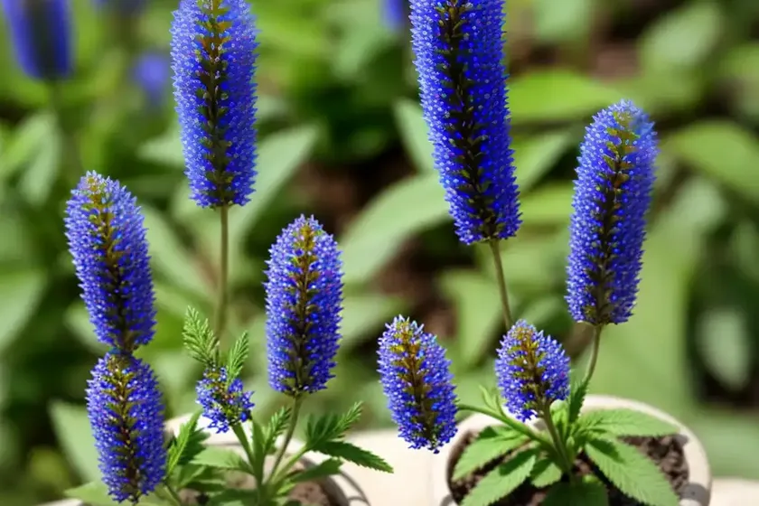 Ash-colored Speedwell (Veronica Cinerea) — photo 3