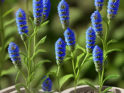 Ash-colored Speedwell (Veronica Cinerea)