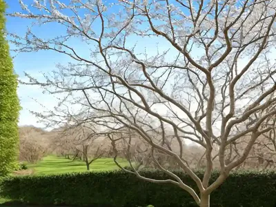 Ash (Fraxinus Excelsior)
