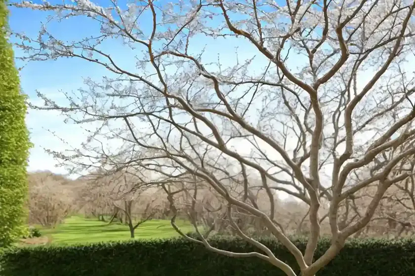 Ash (fraxinus excelsior)