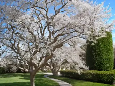 Ash (Fraxinus Sogdiana)