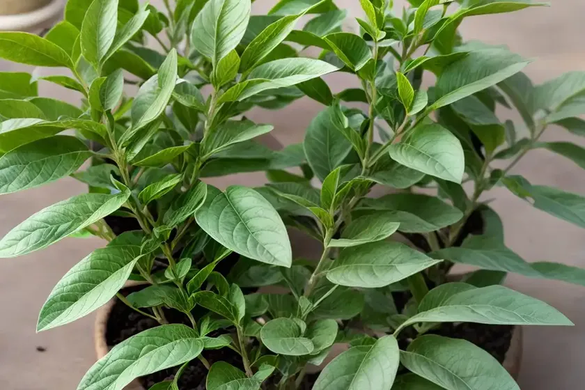Ashwagandha (withania somnifera) — photo 2