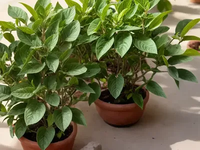 Ashwagandha (Withania Somnifera)
