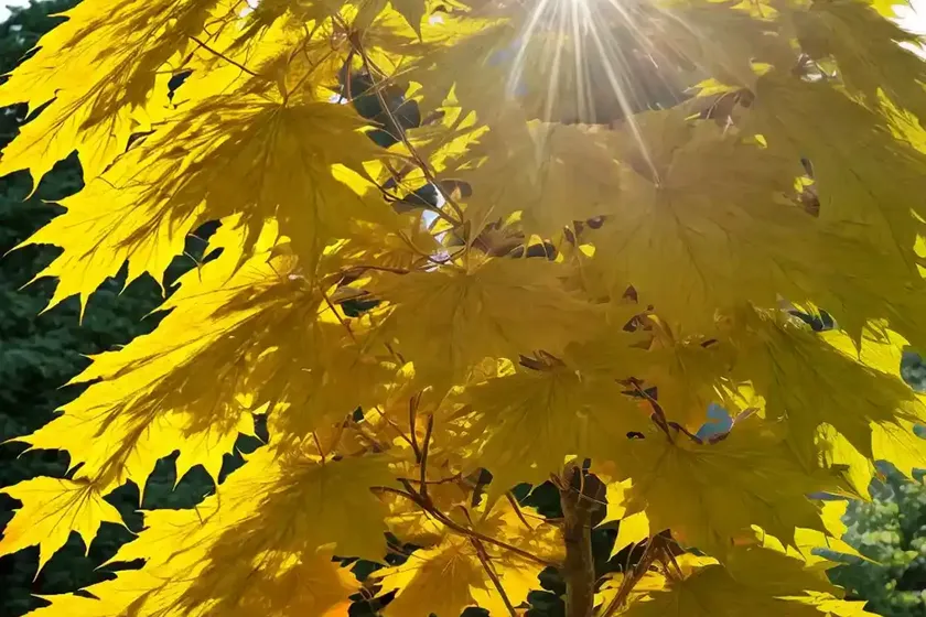 Asian maple (acer caudatifolium) — photo 3