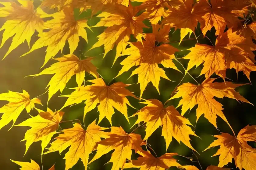 Asian maple (acer caudatifolium)