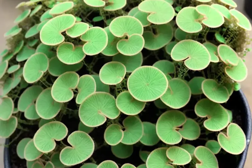 Asian ponysfoot (dichondra micrantha urb.) — photo 3