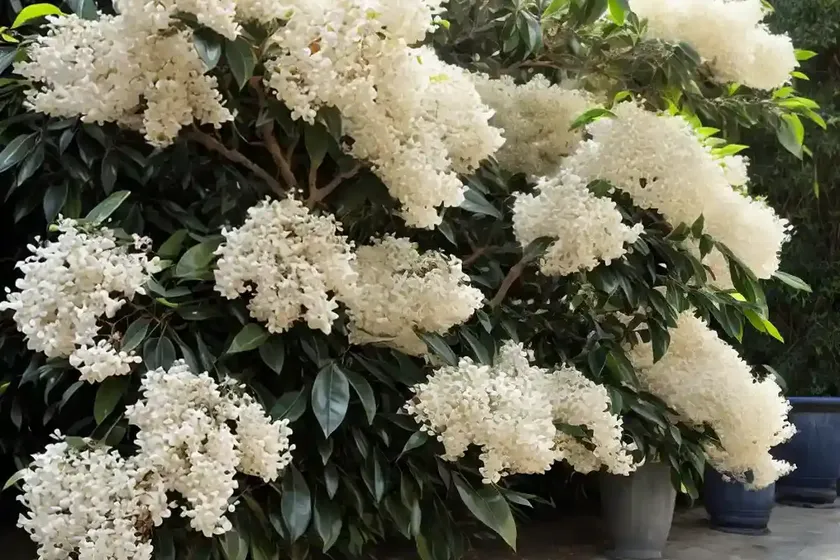 Asiatic jasmine (trachelospermum asiaticum) — photo 3