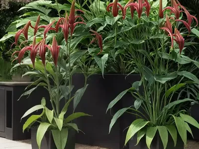 Asiatic Lily (Lilium ‘Black Out’)