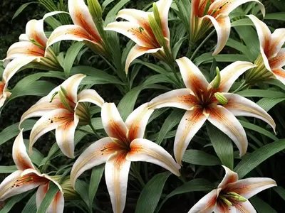 Asiatic Lily (Lilium ‘Commander In Chief’)