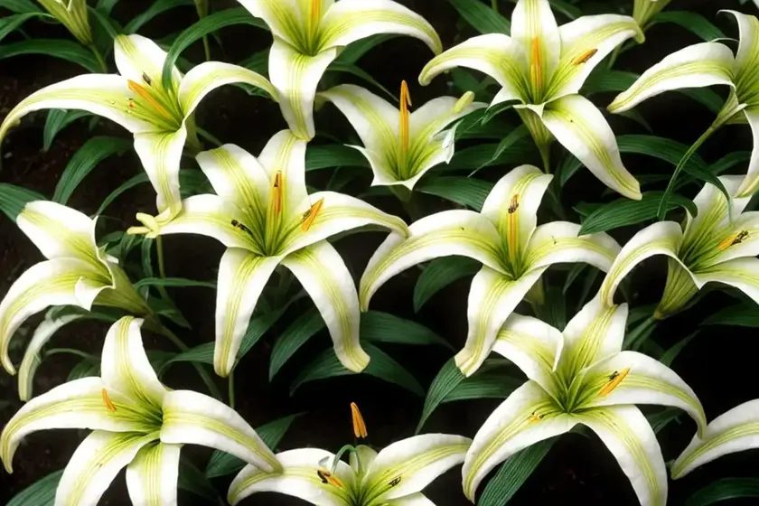 Asiatic lily (lilium ‘tiny diamond’) — photo 3