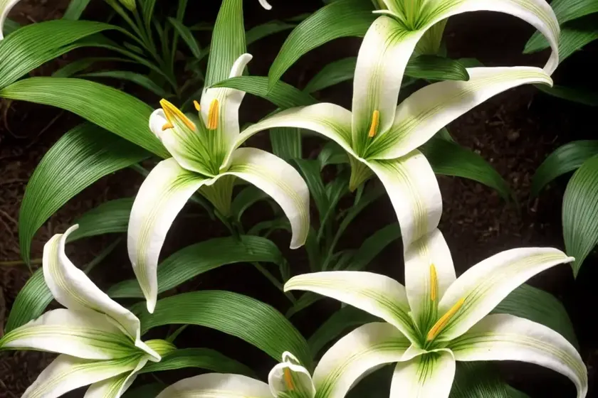 Asiatic lily (lilium ‘tiny pearl’) — photo 2