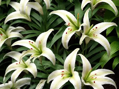 Asiatic Lily (Lilium ‘Tiny Pearl’)
