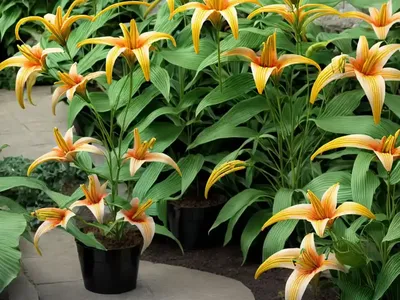 Asiatic Lily (Lilium ‘Vermeer’)