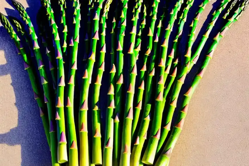 Asparagus (asparagus officinalis) — photo 3