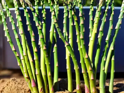 Asparagus (Asparagus Officinalis ‘Jersey Knight’)