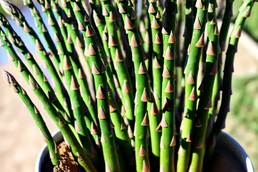Asparagus (asparagus officinalis ‘mary washington’) — photo 2