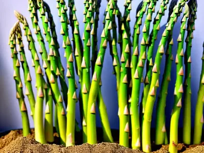 Asparagus (Asparagus Officinalis ‘Mary Washington’)