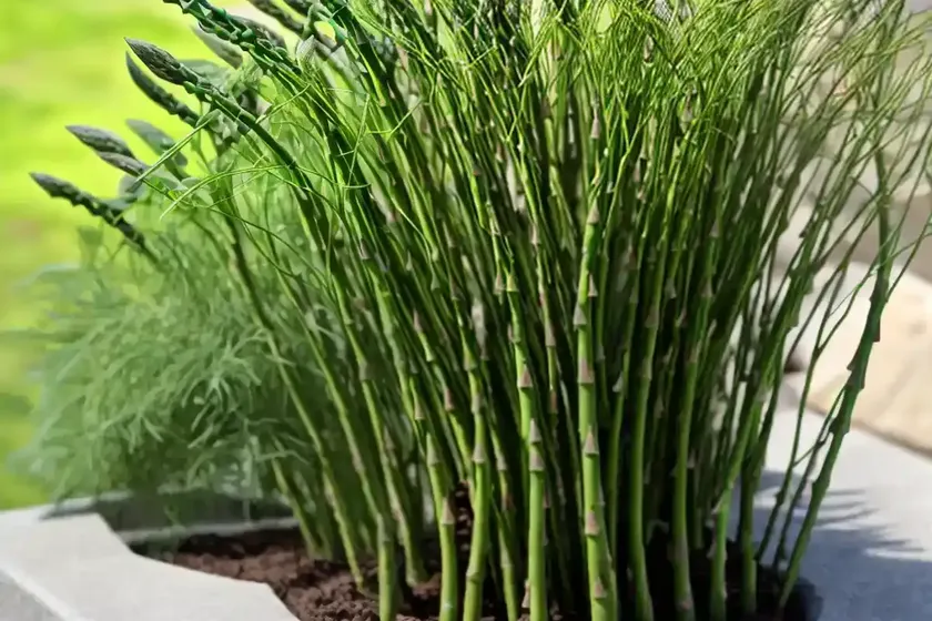 Asparagus fern (asparagus densiflorus ‘myersii’) — photo 3