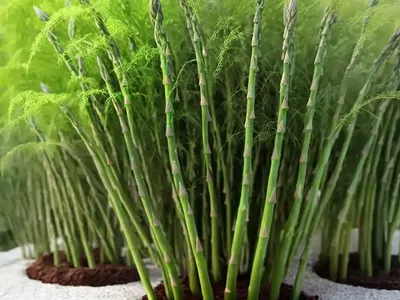 Asparagus Fern (Asparagus Densiflorus ‘Myersii’)