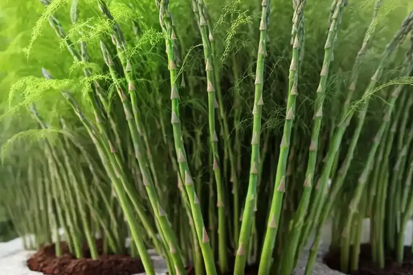 Asparagus fern (asparagus densiflorus ‘myersii’)