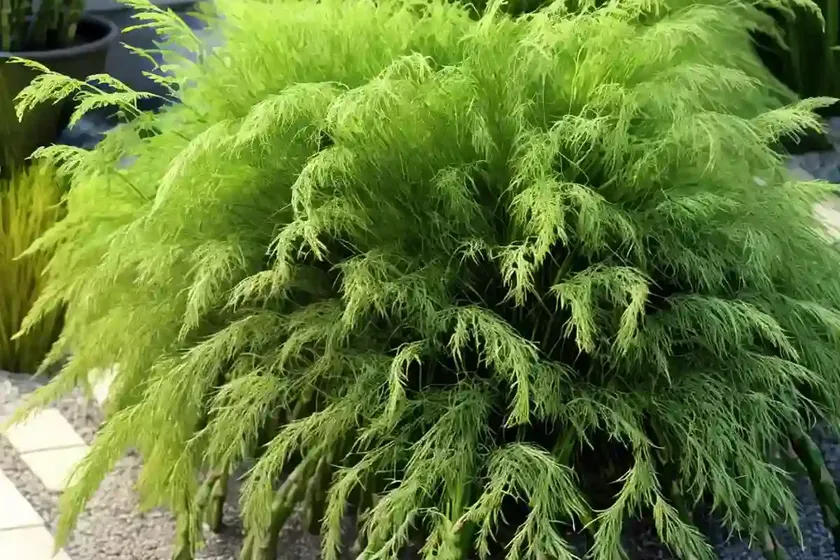 Asparagus fern (asparagus densiflorus ‘sprengeri’) — photo 2