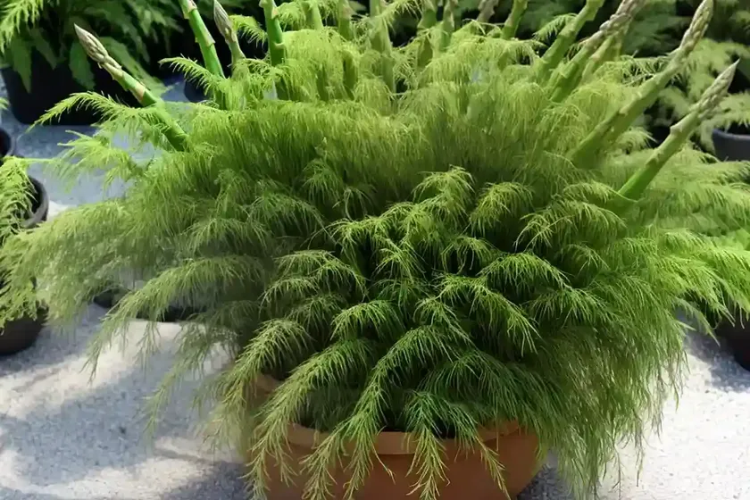 Asparagus fern (asparagus densiflorus ‘sprengeri’) — photo 3
