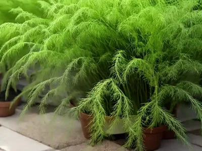 Asparagus Fern (Asparagus Densiflorus ‘Sprengeri’)