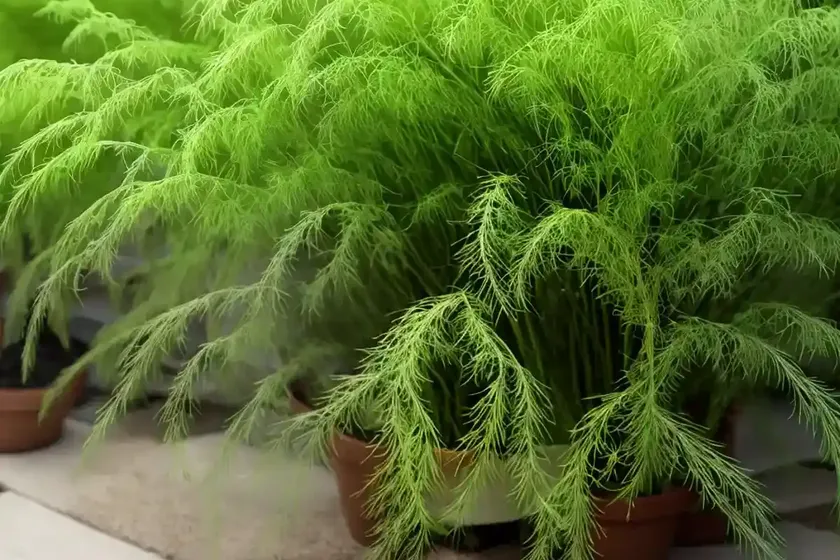 Asparagus fern (asparagus densiflorus ‘sprengeri’)