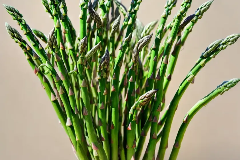Asparagus fern (asparagus setaceus) — photo 2